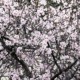 almendros-mallorca-hotel palma nakar almond blossom mallorca