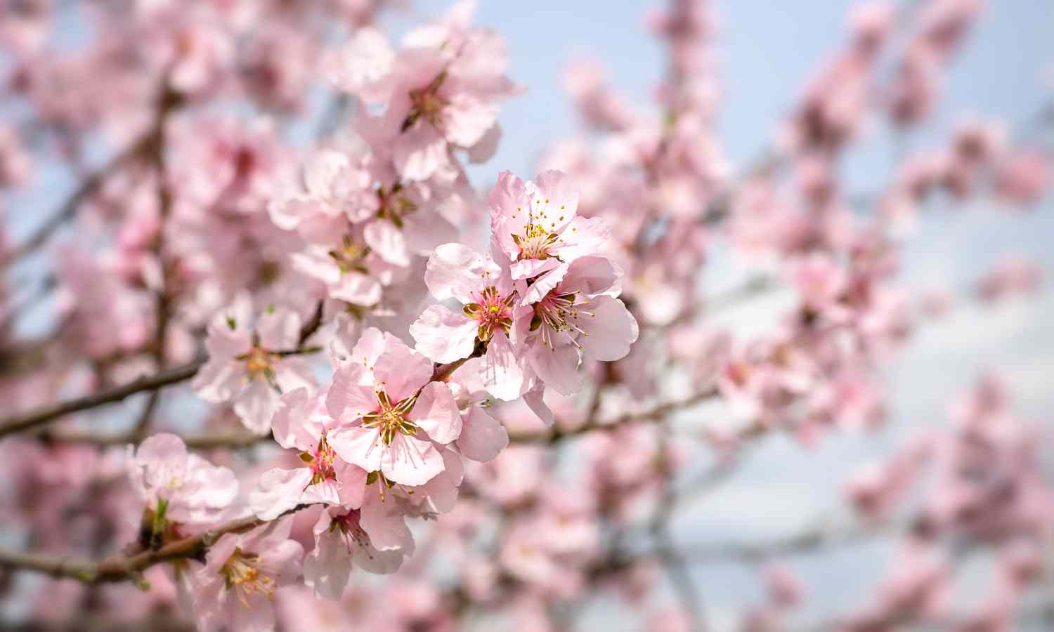 Nakar hotel Mallorca - Winter in Mallorca - what to do and where to stay - almond blossom invierno en Mallorca