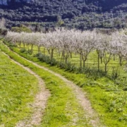 _F Nakar hotel Mallorca - Discover the Almond Blossom Season on Mallorca almendros en flor Nakar Mandelblute