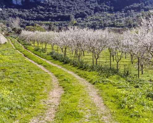 _F Nakar hotel Mallorca - Discover the Almond Blossom Season on Mallorca almendros en flor Nakar Mandelblute