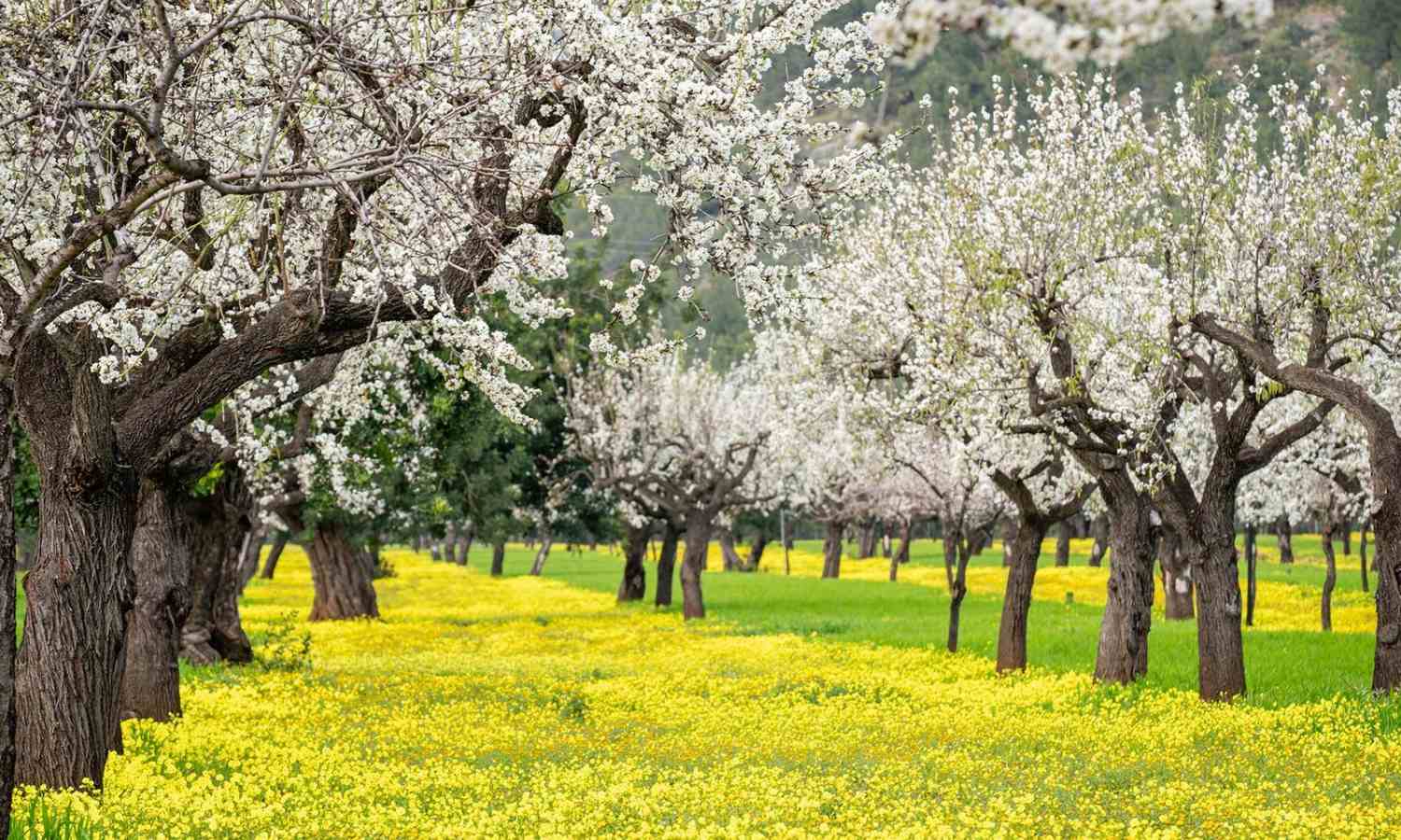 Nakar hotel Mallorca - Discover the Almond Blossom Season on Mallorca - 