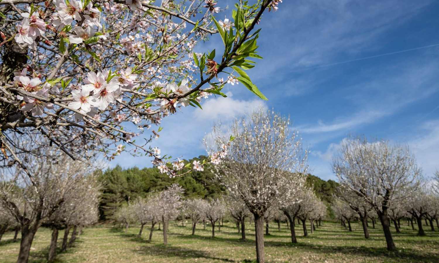 Nakar hotel Mallorca - Discover the Almond Blossom Season on Mallorca - 