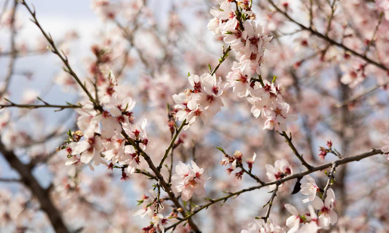 Nakar hotel Mallorca - Discover the Almond Blossom Season on Mallorca almendros en flor Mandelblute 