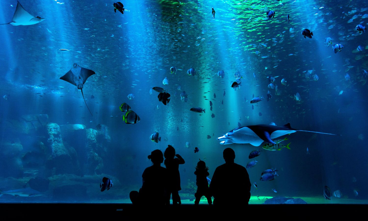 Nakar hotel Palma Guide - Family-friendly activities for the summer holidays Palma Aquarium
