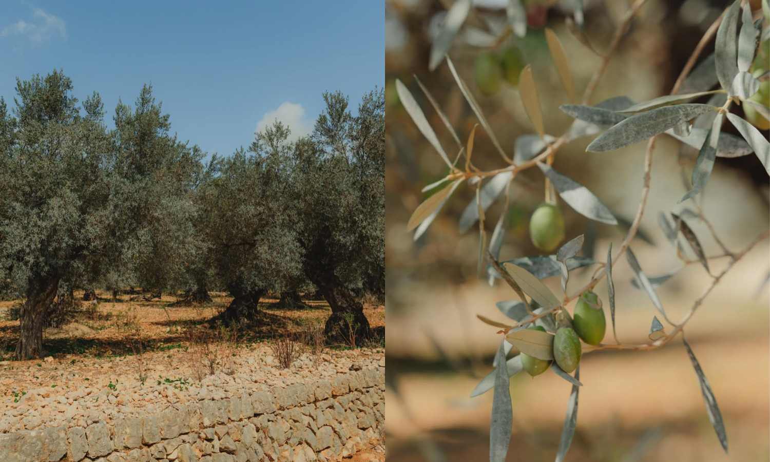 Blog Nakar Hotel Palma Guide - Discover Caimari & the olive route olive oil