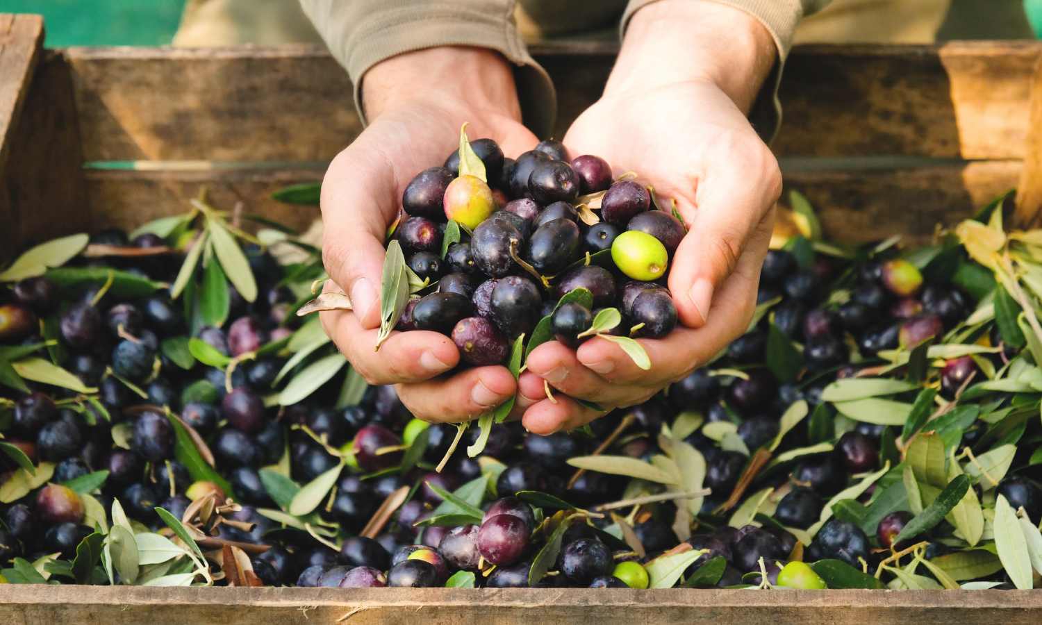 Blog Nakar Hotel Palma Guide - Discover Caimari & the olive route olives