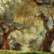 Palma Guide - Discover Caimari & the olive route guia de palma descubre aceite de oliva