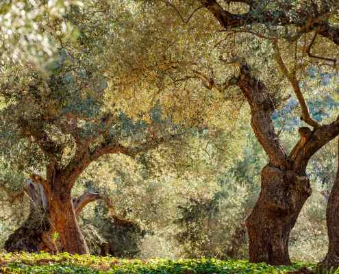 Palma Guide - Discover Caimari & the olive route guia de palma descubre aceite de oliva
