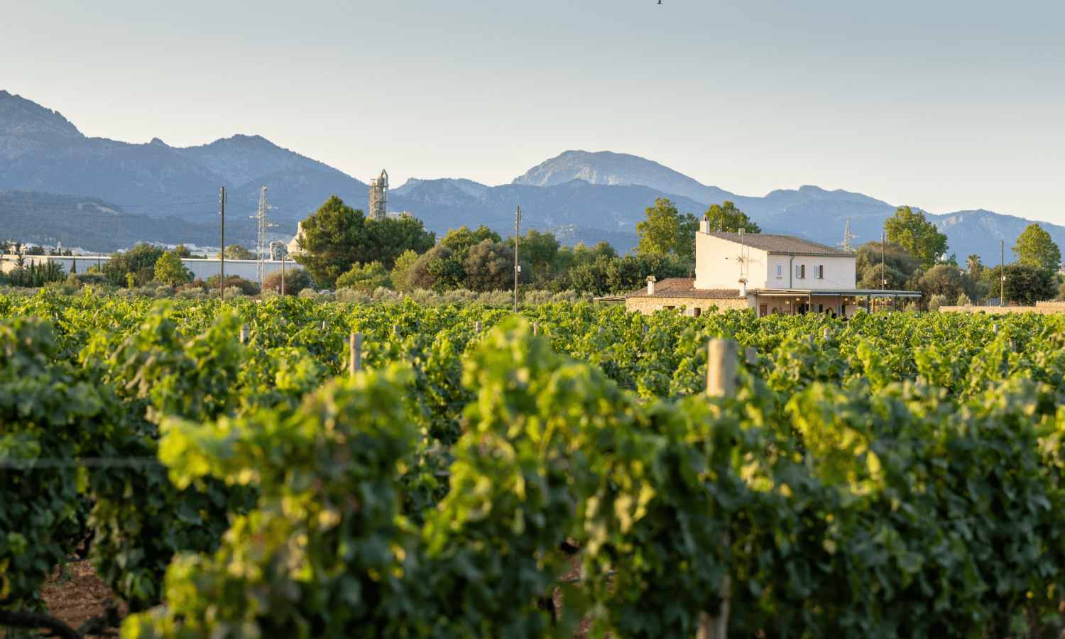 Sa Cabana vinos Mallorca Nakar verano
